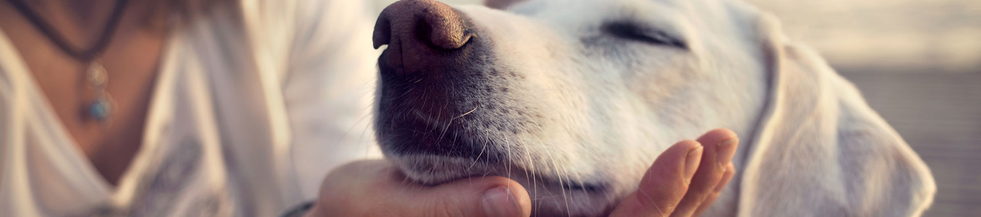 photo couverture animaux